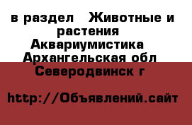  в раздел : Животные и растения » Аквариумистика . Архангельская обл.,Северодвинск г.